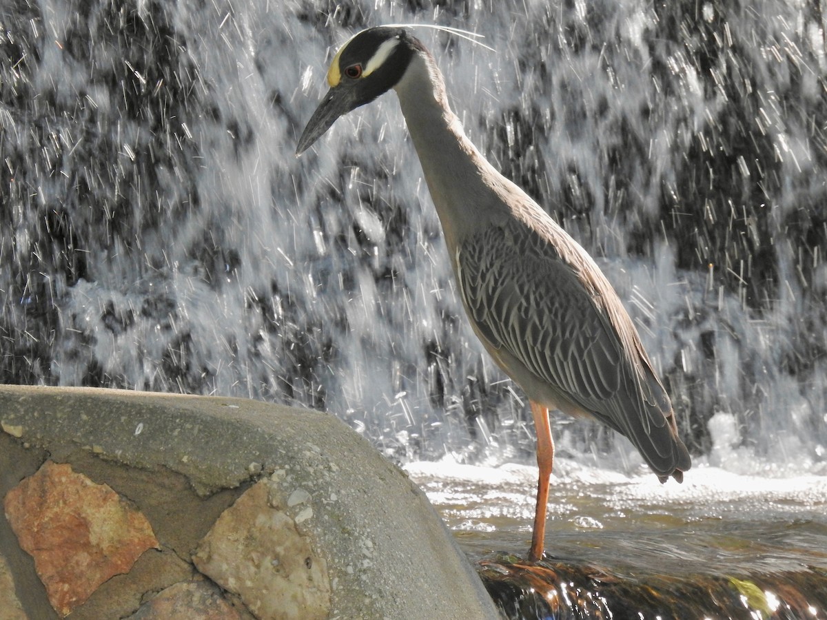 Yellow-crowned Night Heron - ML617338433