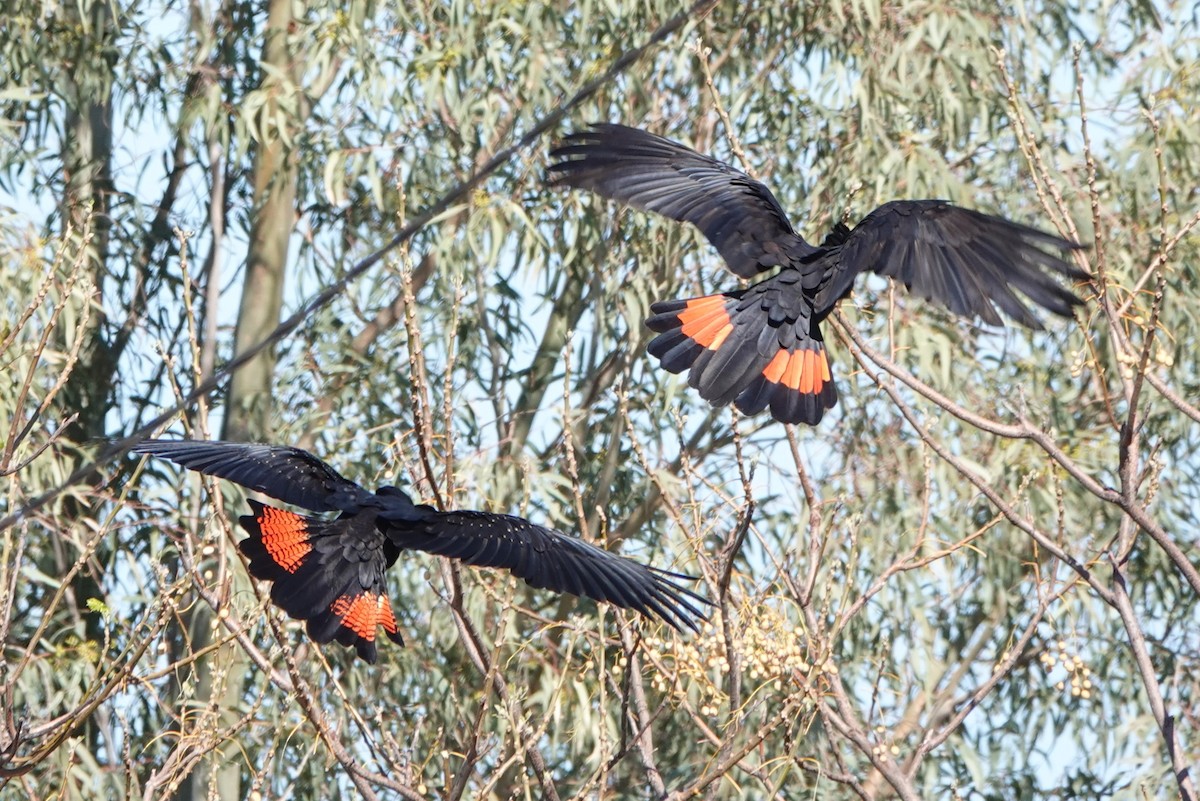 Red-tailed Black-Cockatoo - ML617338434