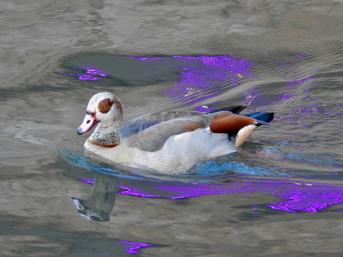 Egyptian Goose - ML617338440