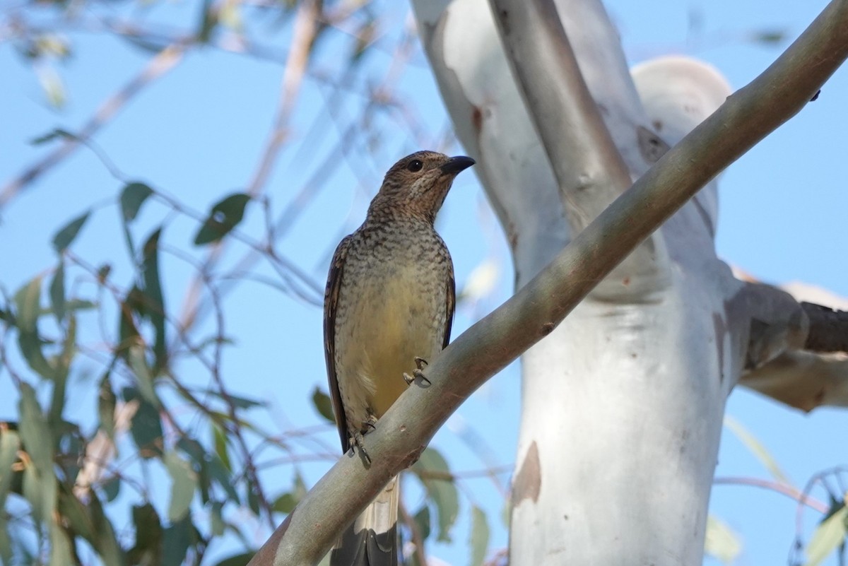 Spotted Bowerbird - Steve Kornfeld