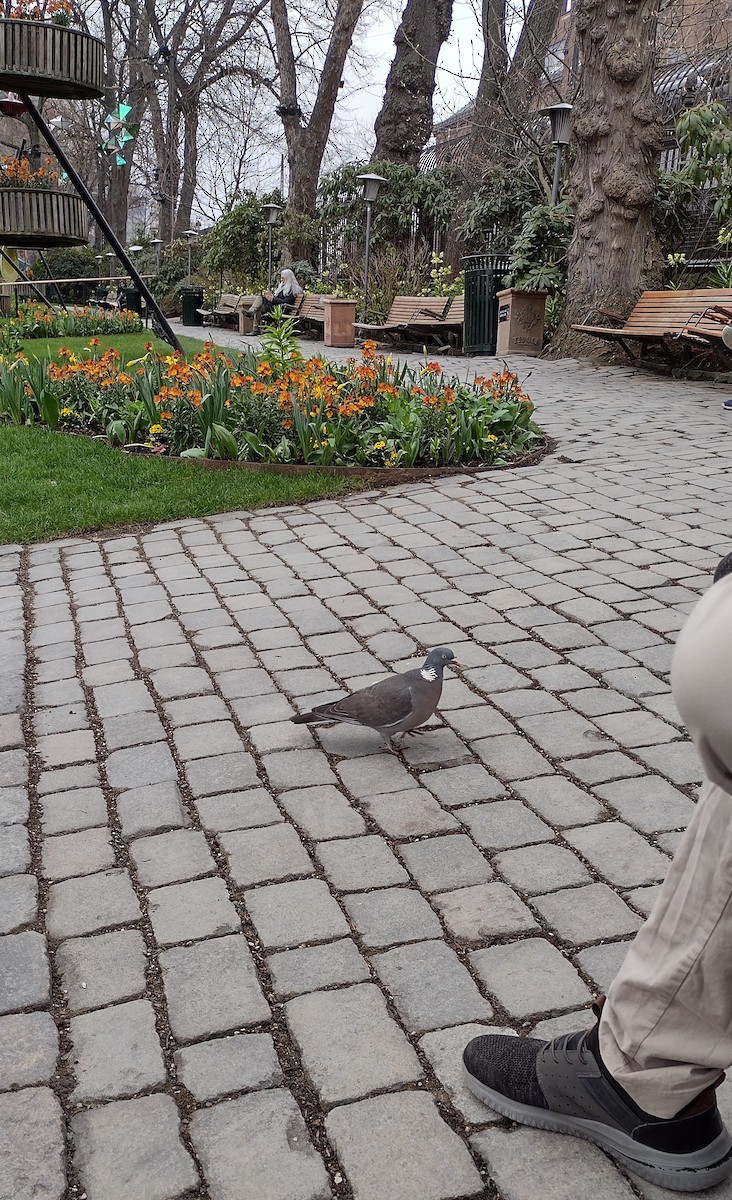 Common Wood-Pigeon - ML617338476