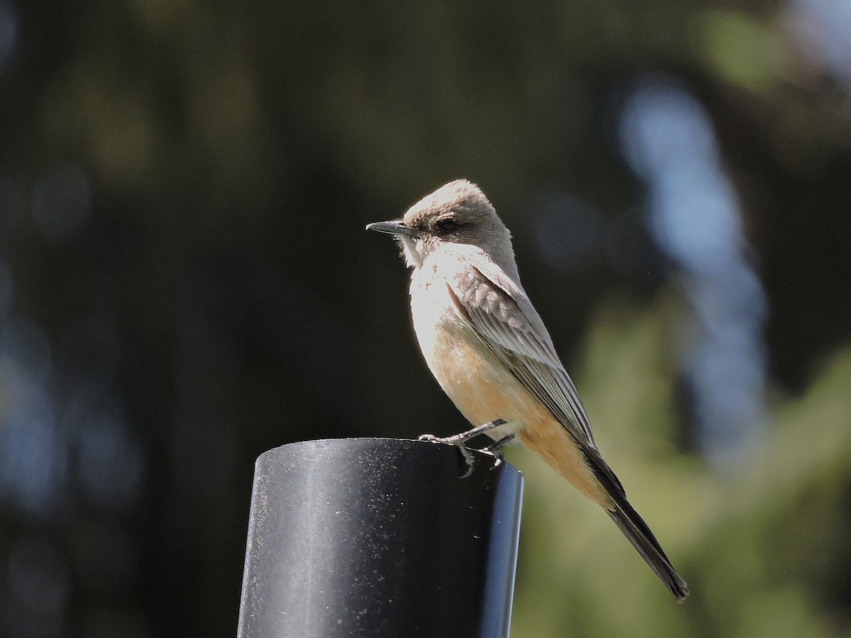 Say's Phoebe - ML617338497