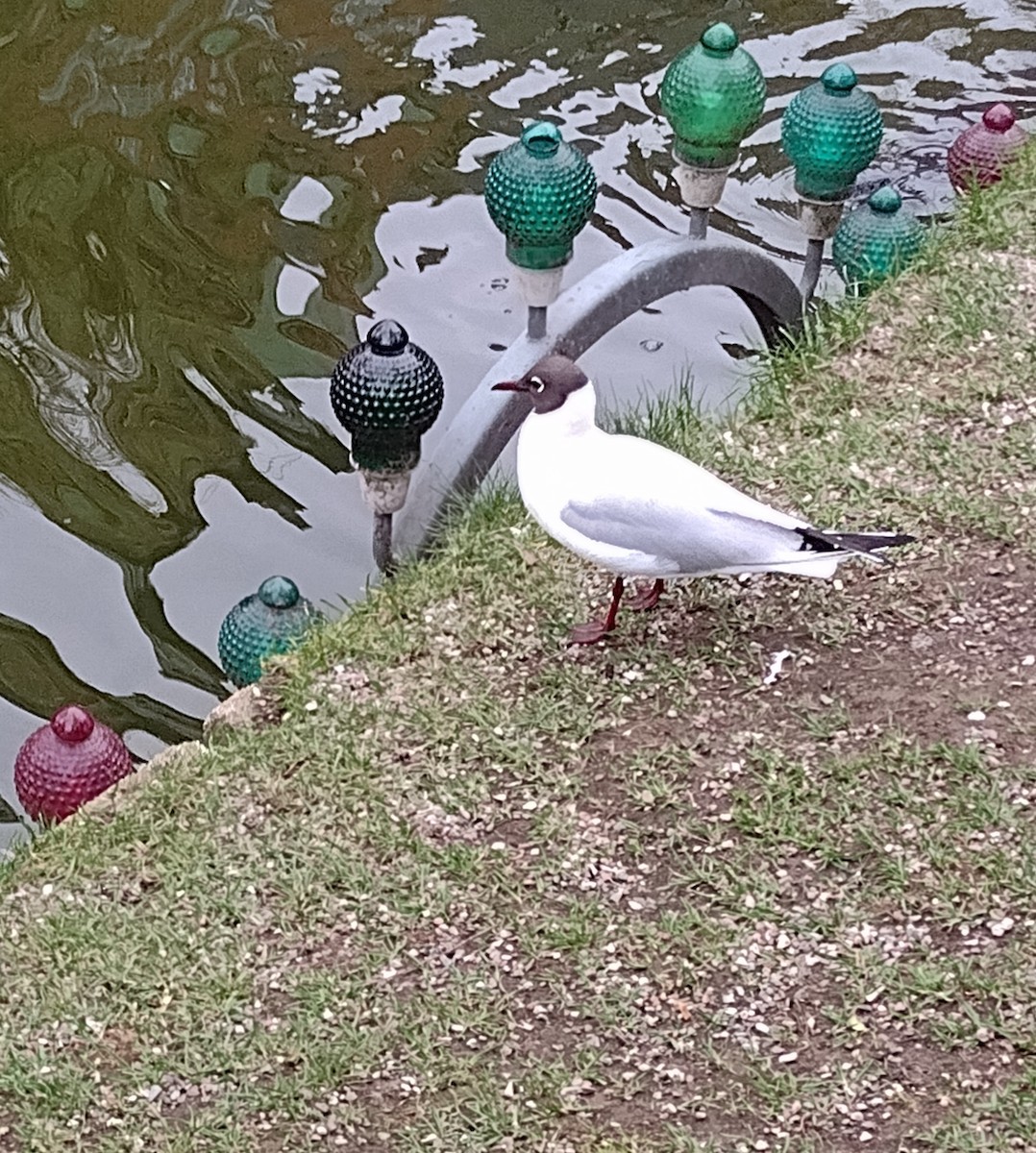 Black-headed Gull - ML617338504