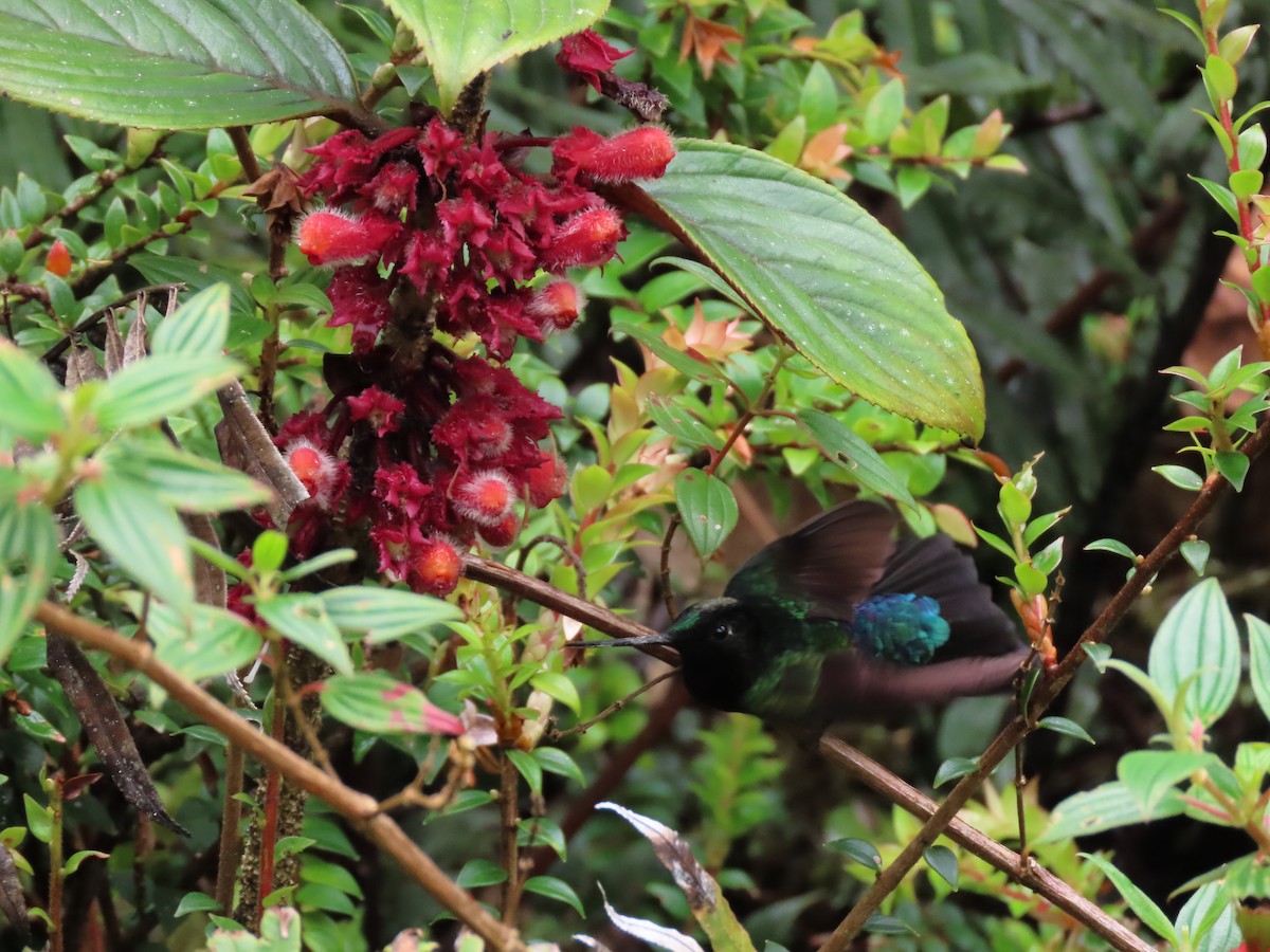 Blue-throated Starfrontlet - Cristian Cufiño