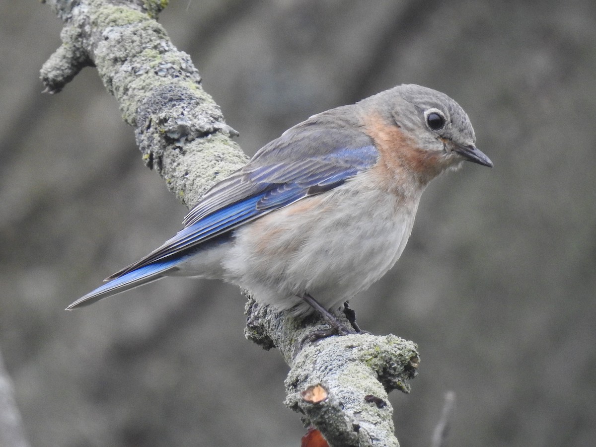 Eastern Bluebird - Sean HH