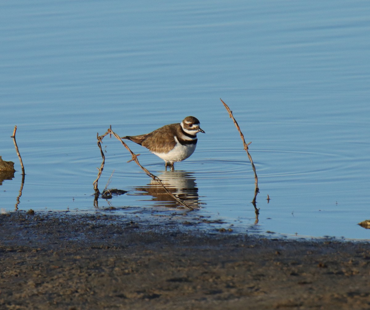 Killdeer - ML617338556