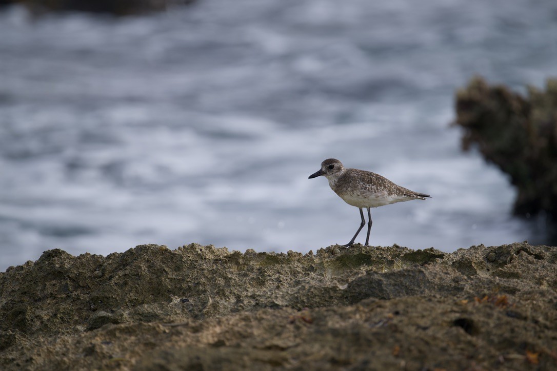 Black-bellied Plover - ML617338568