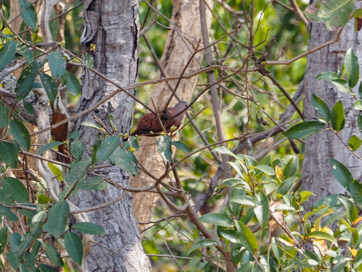 Ruddy Ground Dove - ML617338605