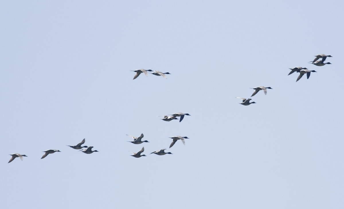 Northern Pintail - Phillip Odum