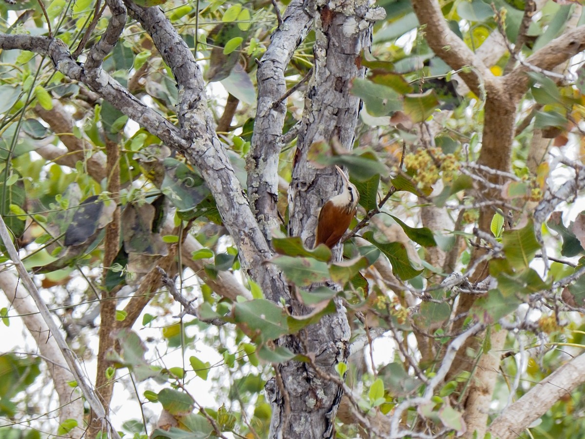 Narrow-billed Woodcreeper - ML617338614