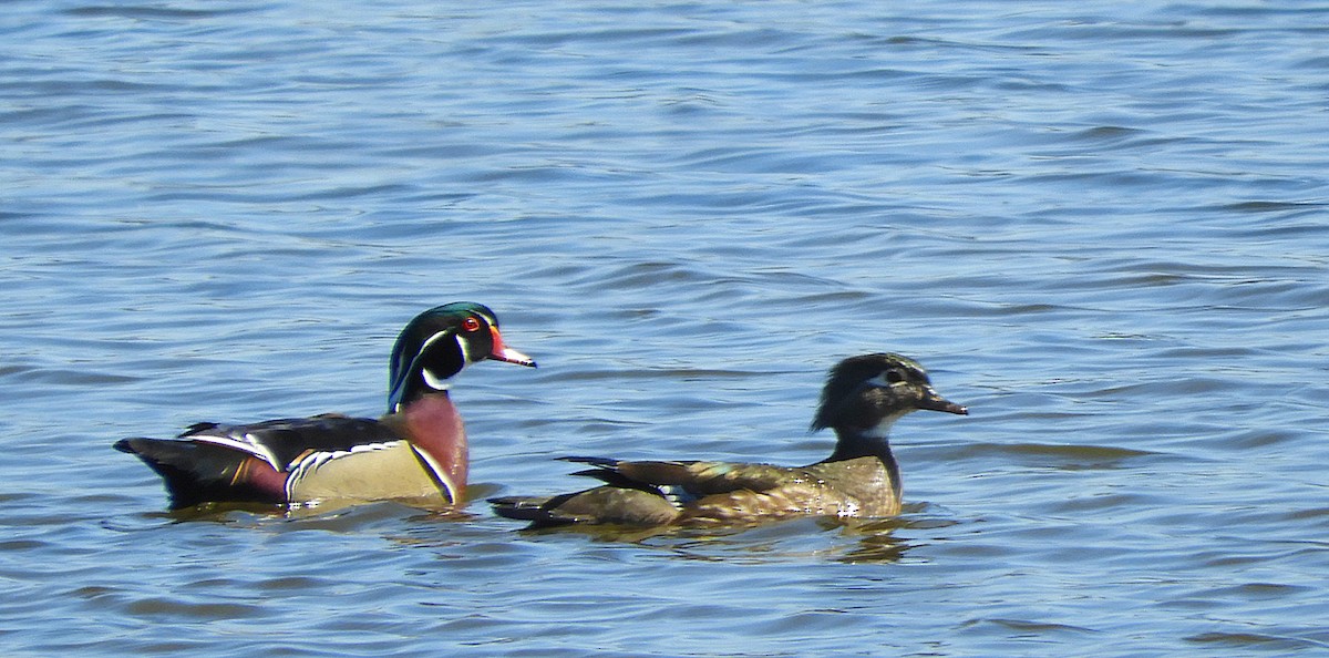 Wood Duck - Kristin and John Anderson-Bricker