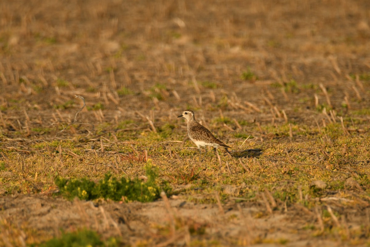 American Golden-Plover - ML617338631