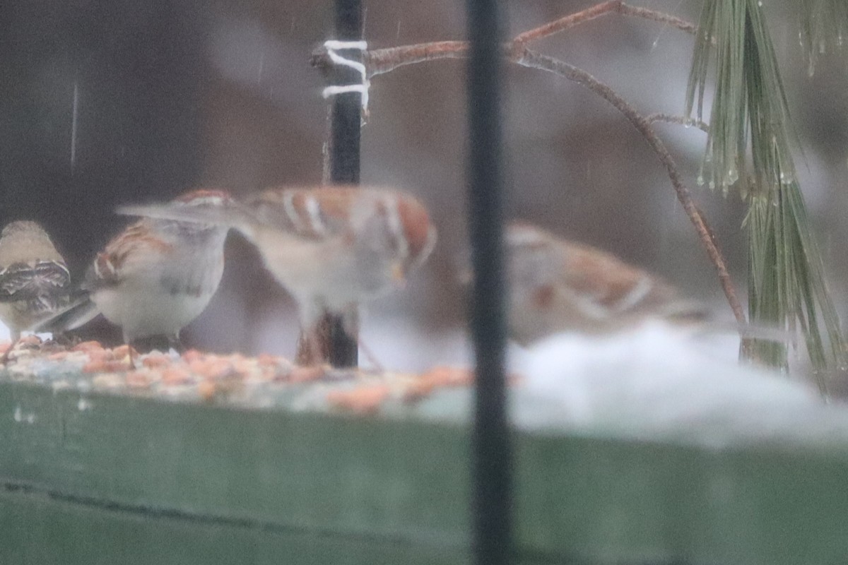 American Tree Sparrow - Martha Huestis