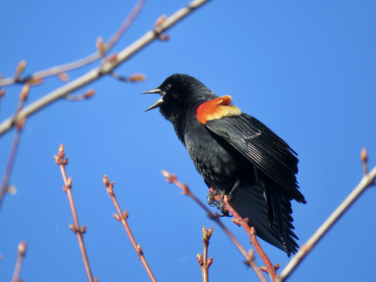 Red-winged Blackbird - ML617338639