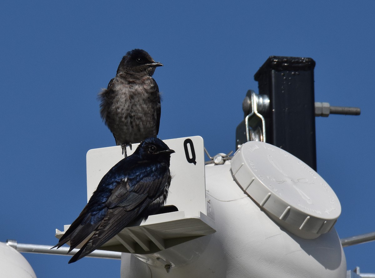 Purple Martin - ML617338640