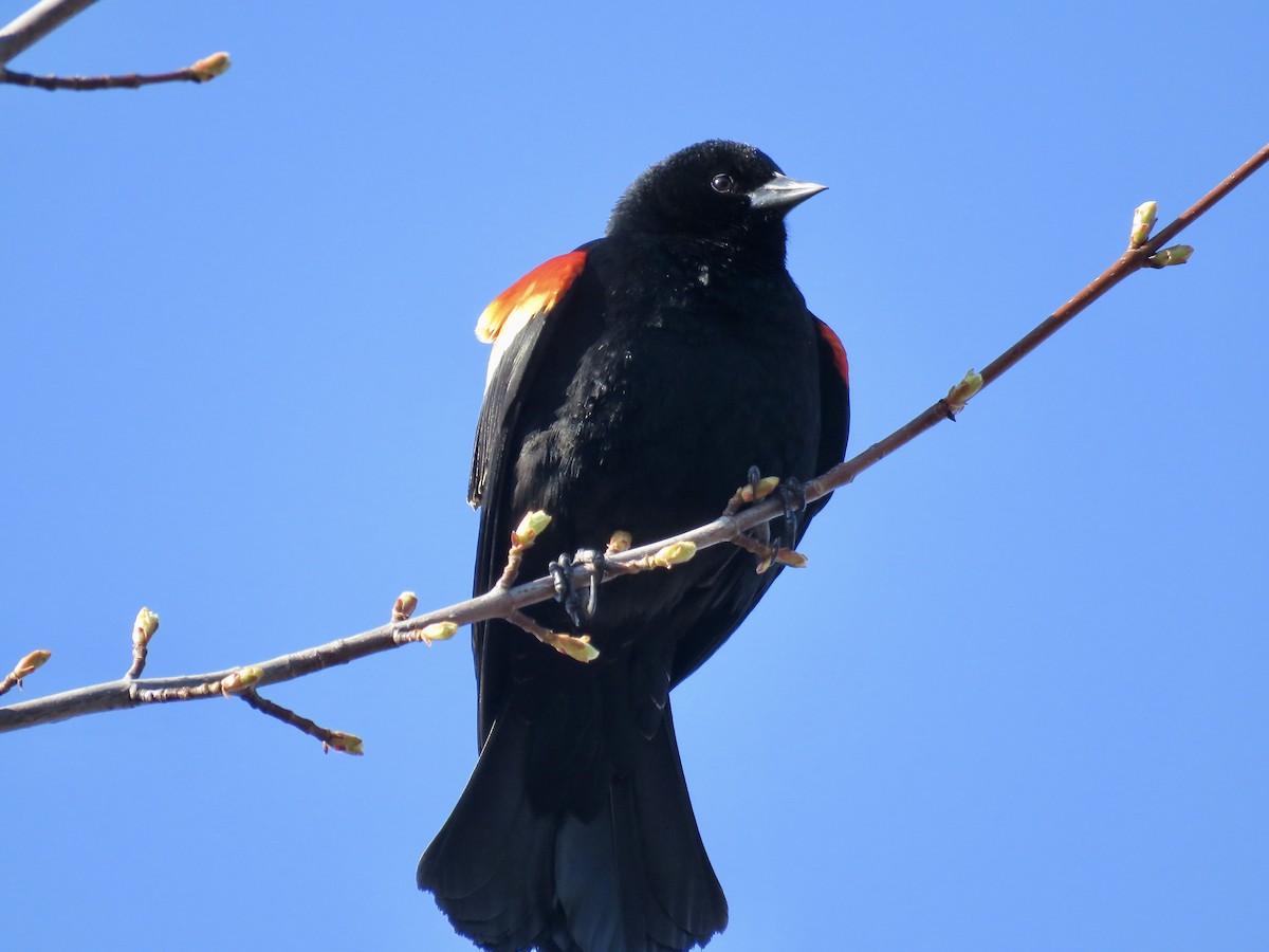 Red-winged Blackbird - ML617338641