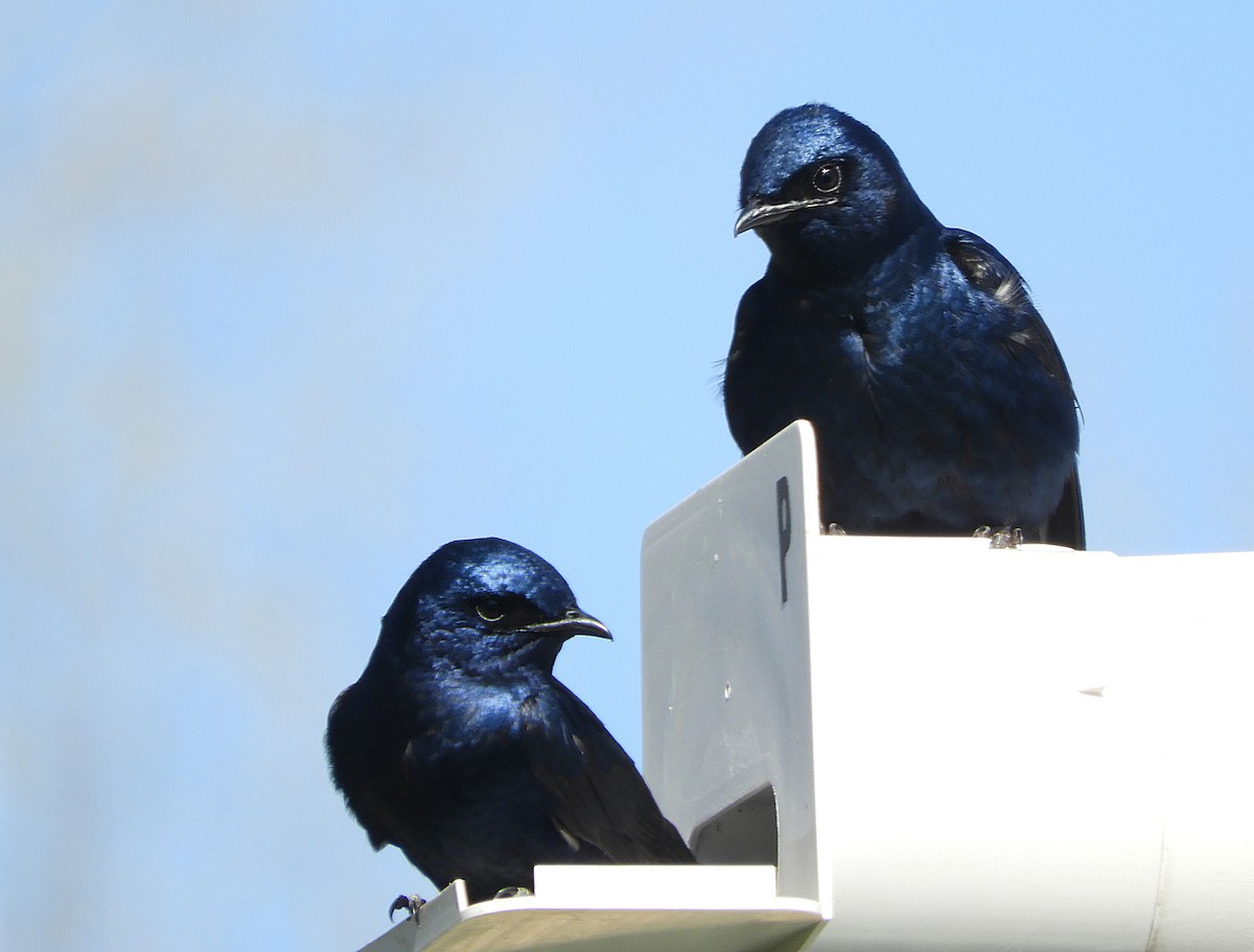 Purple Martin - ML617338643