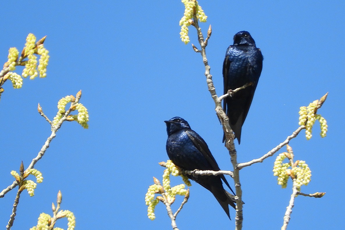 Purple Martin - ML617338652