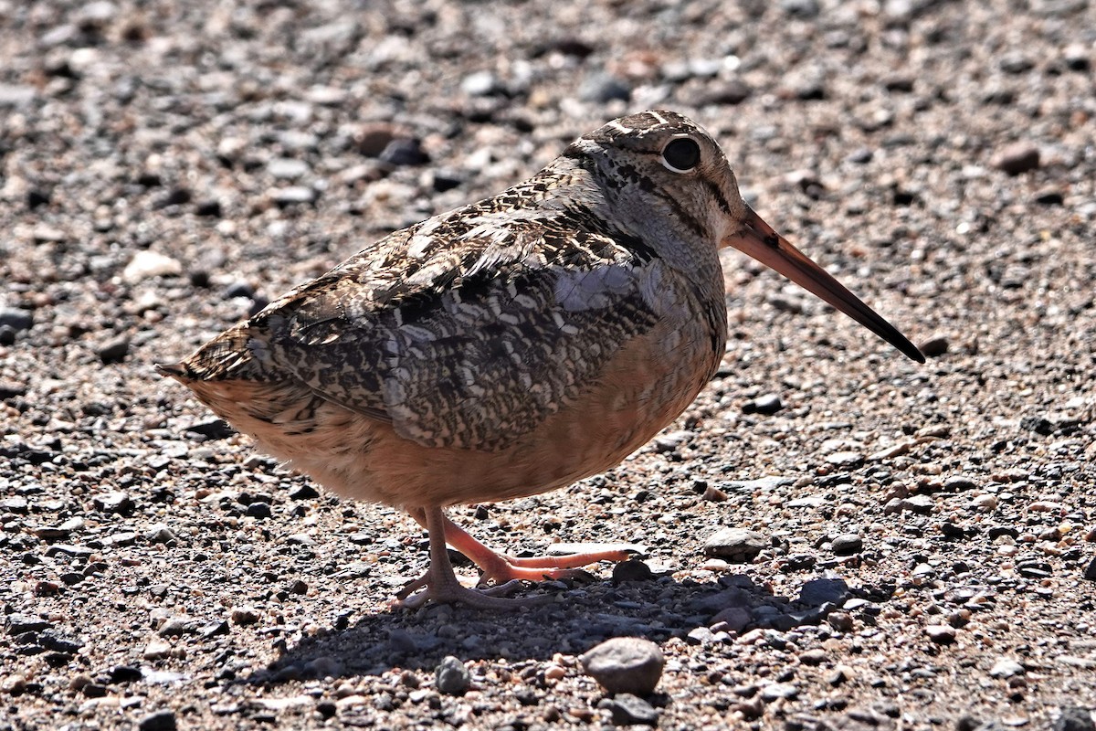 American Woodcock - ML617338705