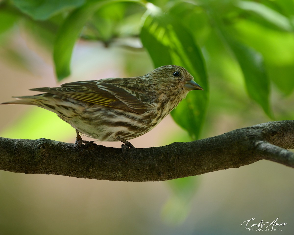 Pine Siskin - Corby Amos
