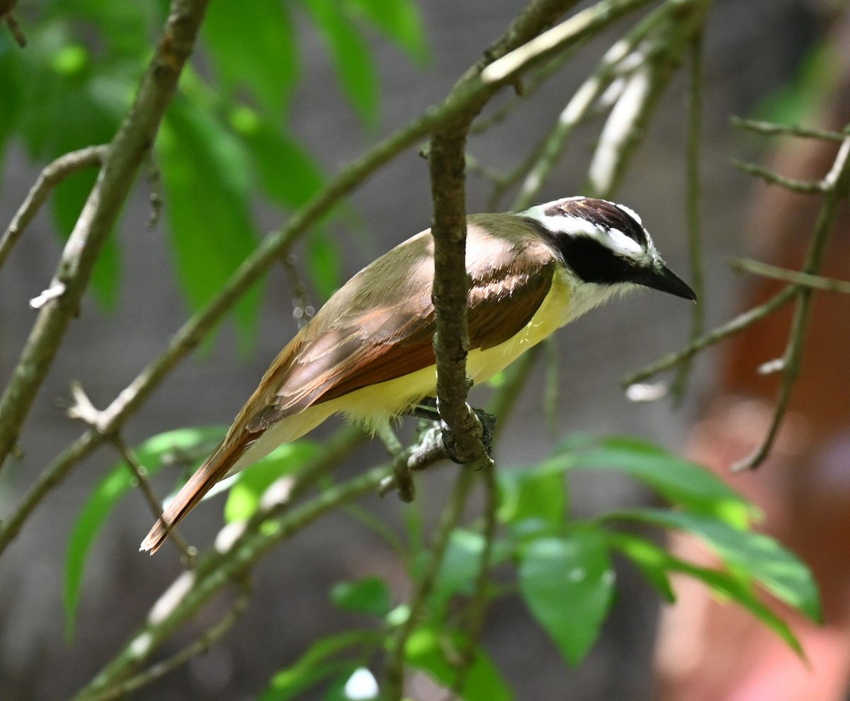 Great Kiskadee - ML617338752