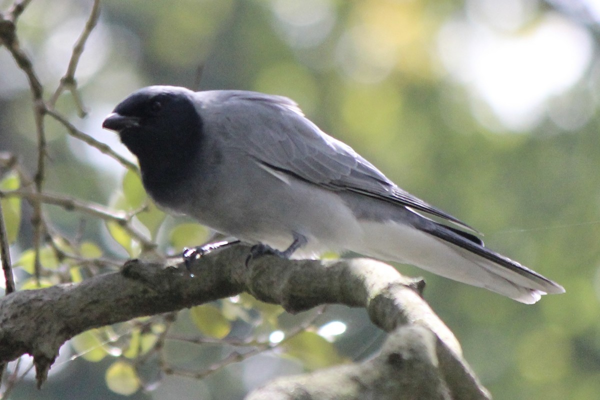 Black-faced Cuckooshrike - ML617338753