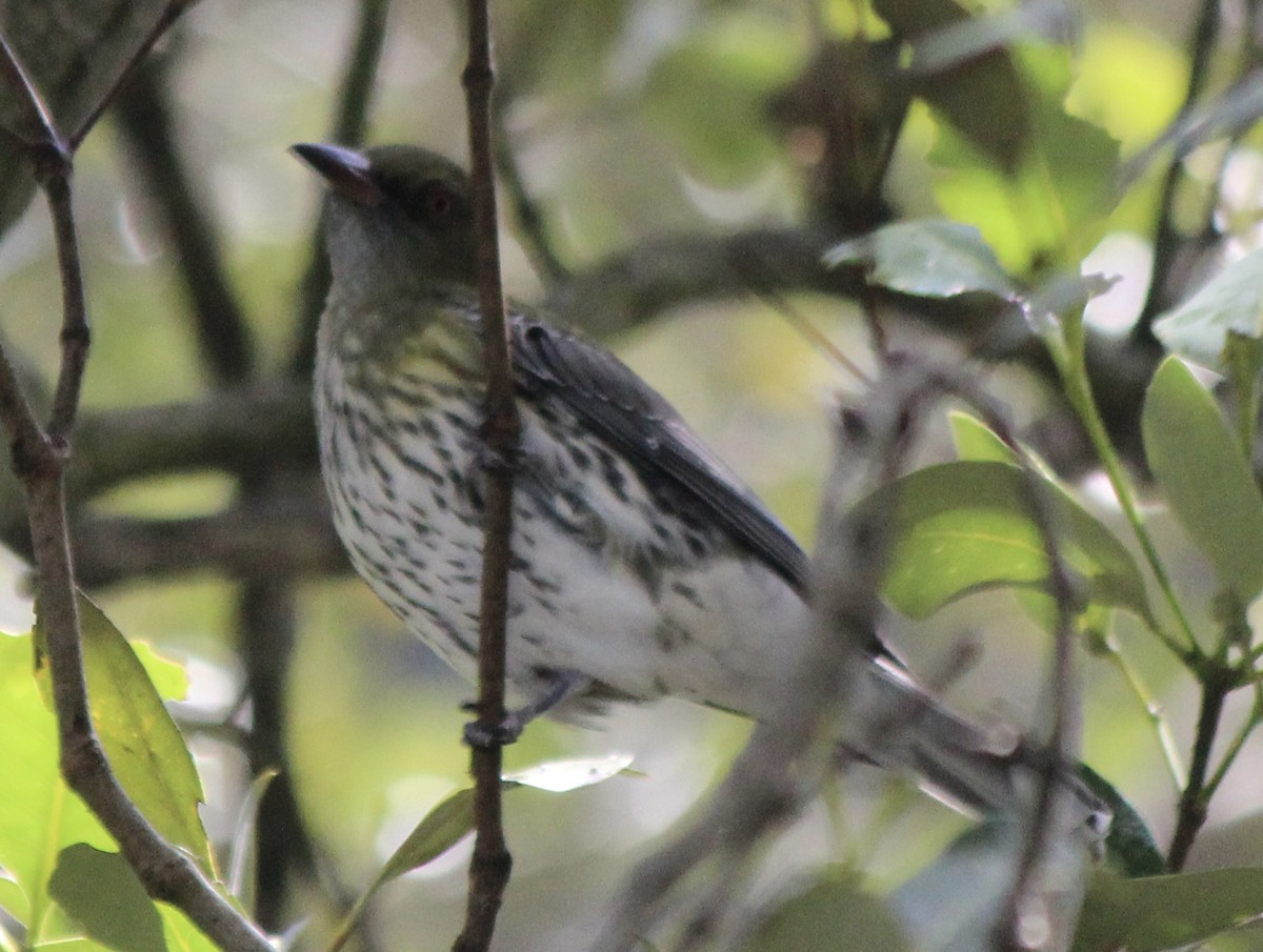 Olive-backed Oriole - ML617338762