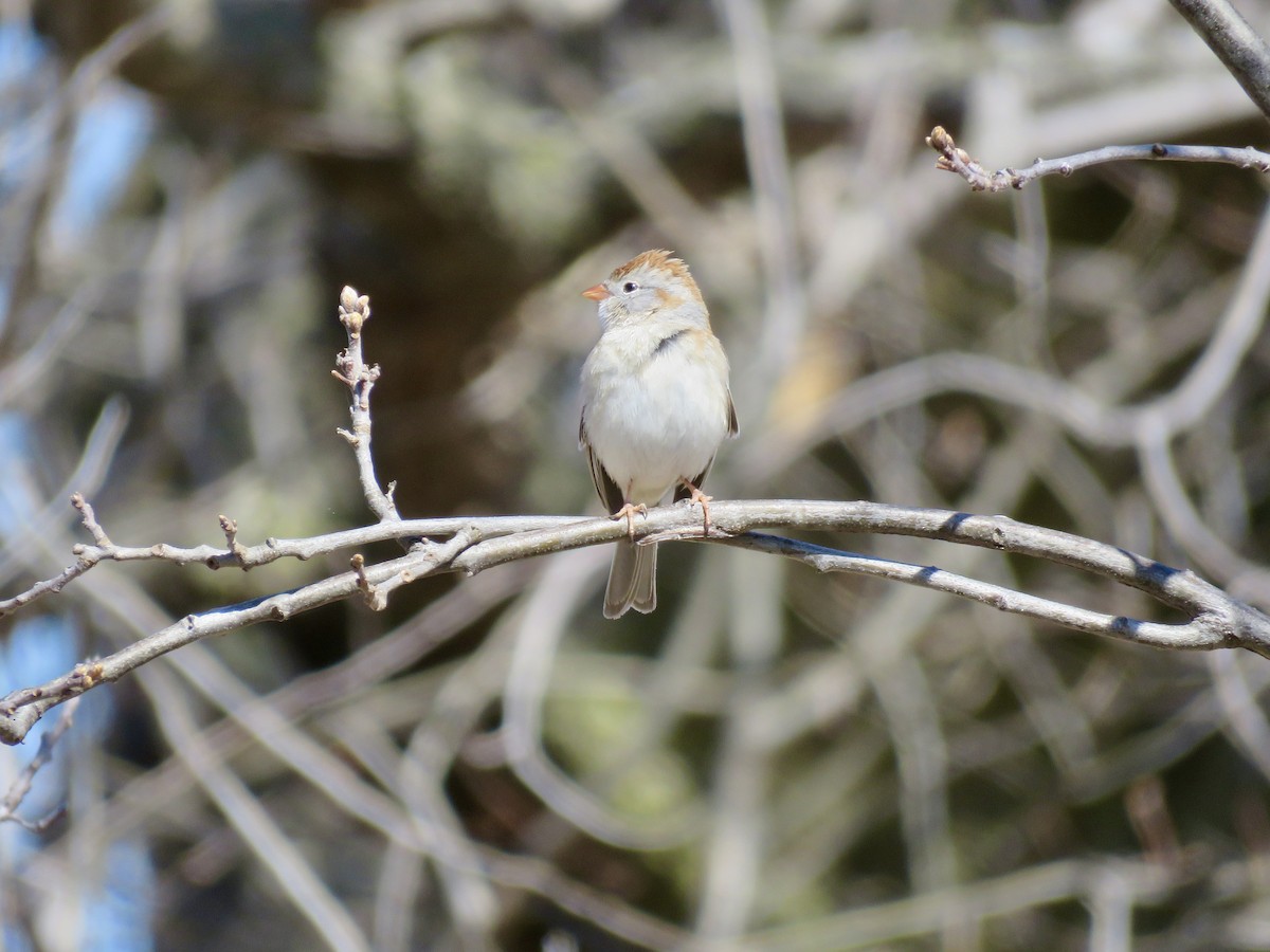 Field Sparrow - ML617338794