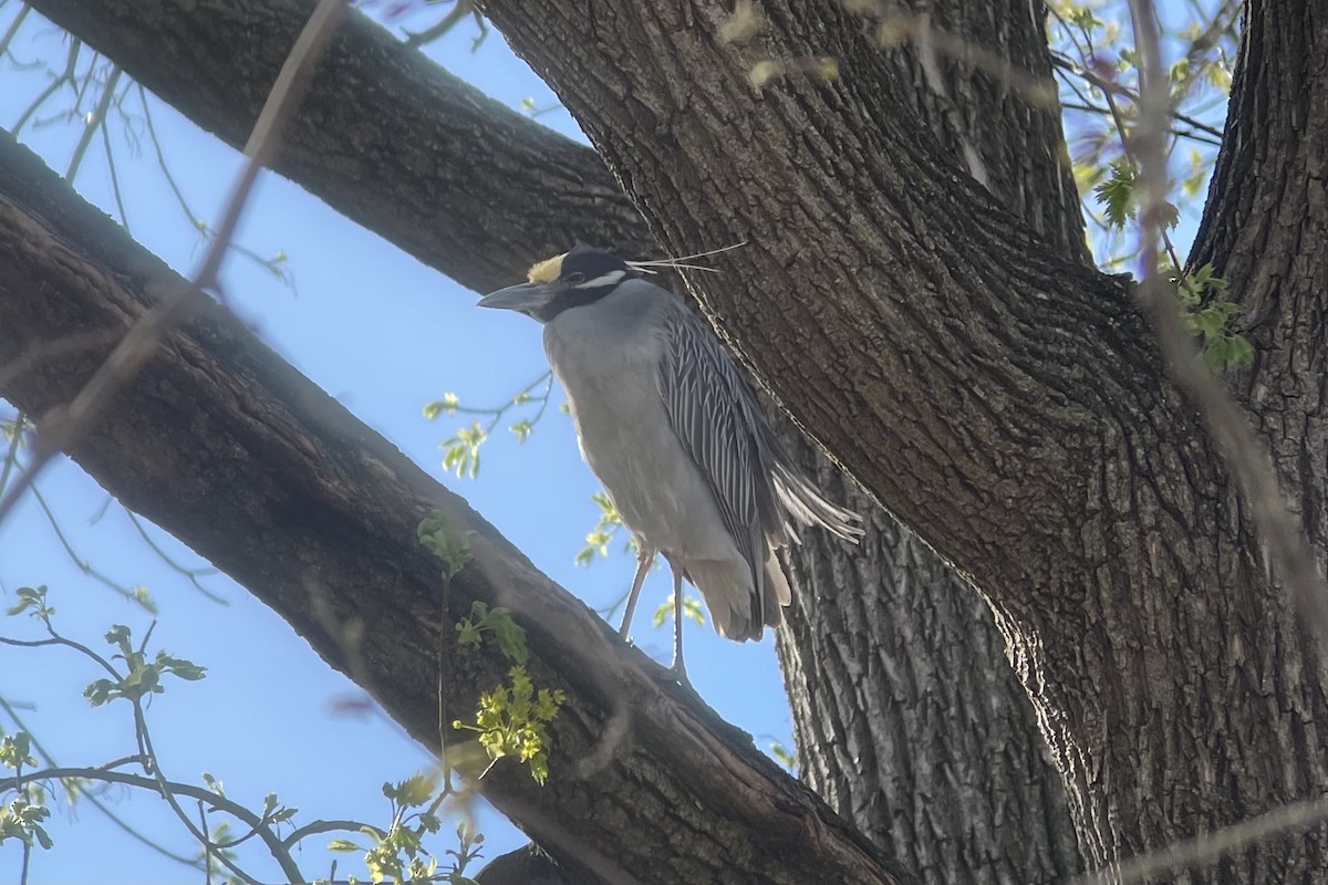 Yellow-crowned Night Heron - ML617338801