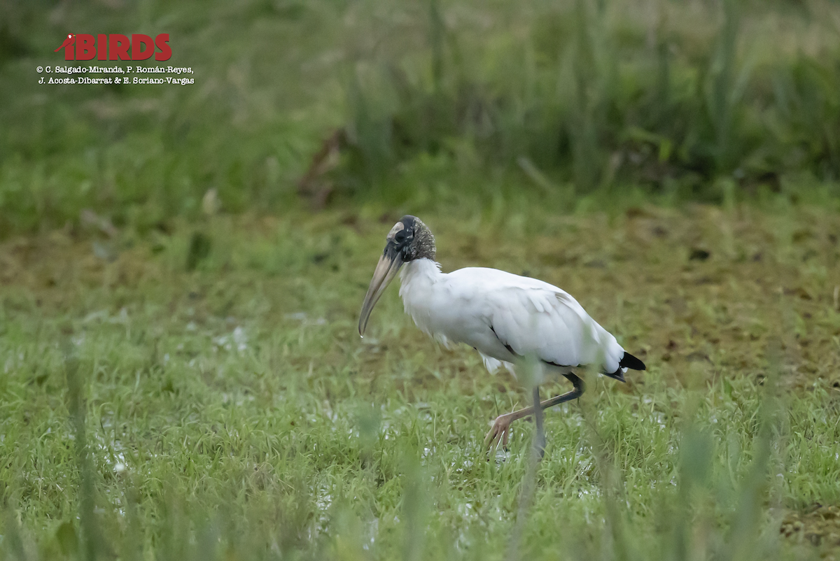 Wood Stork - ML617338808