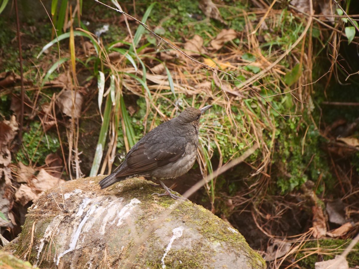 Long-billed Thrush - Brett Hartl