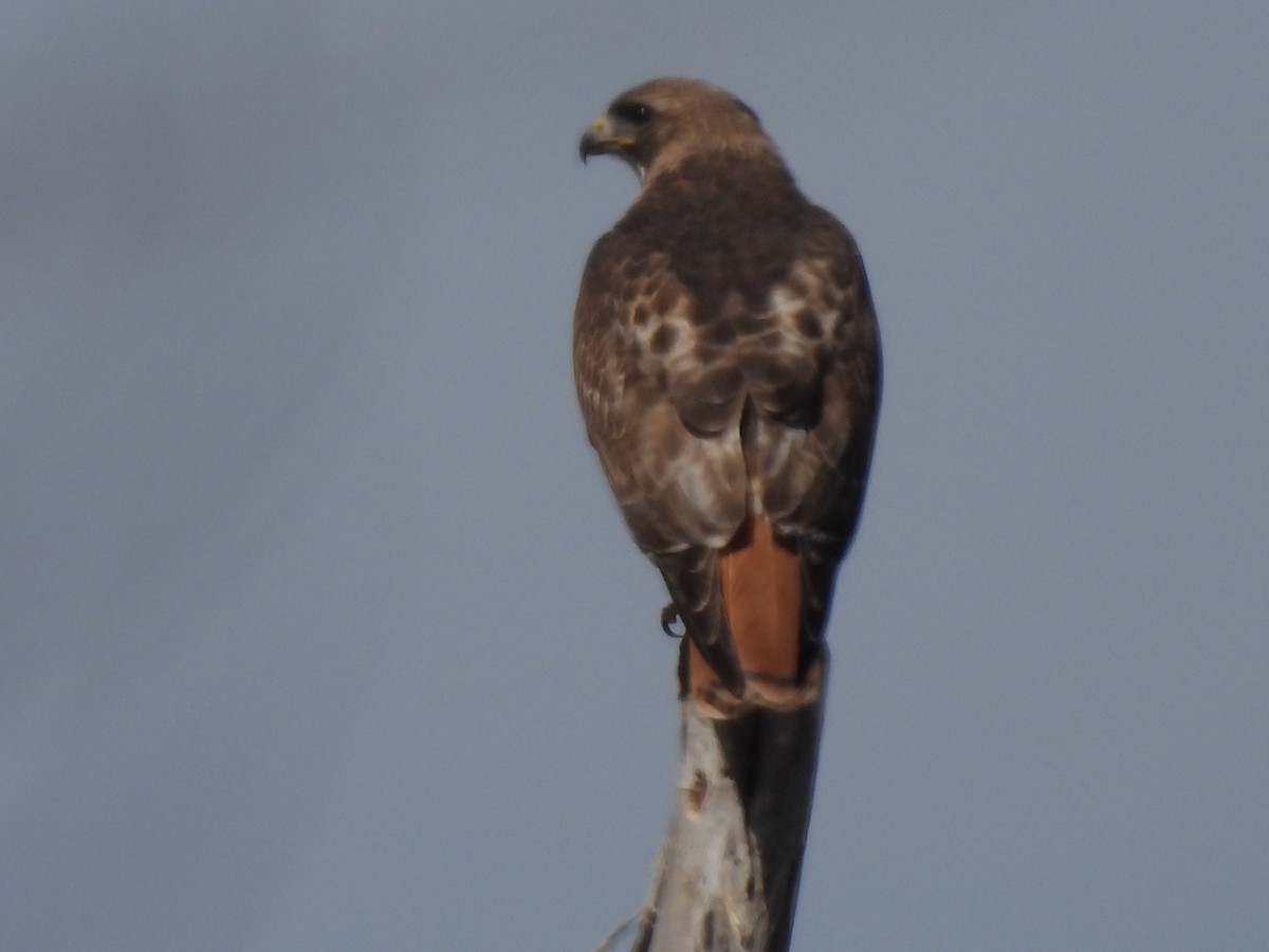 Red-tailed Hawk - ML617338826