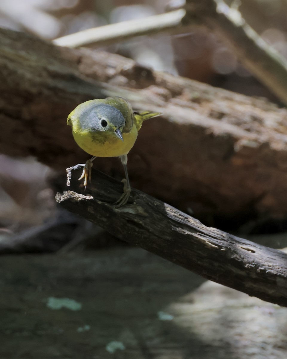 Nashville Warbler - Amy Ondrus