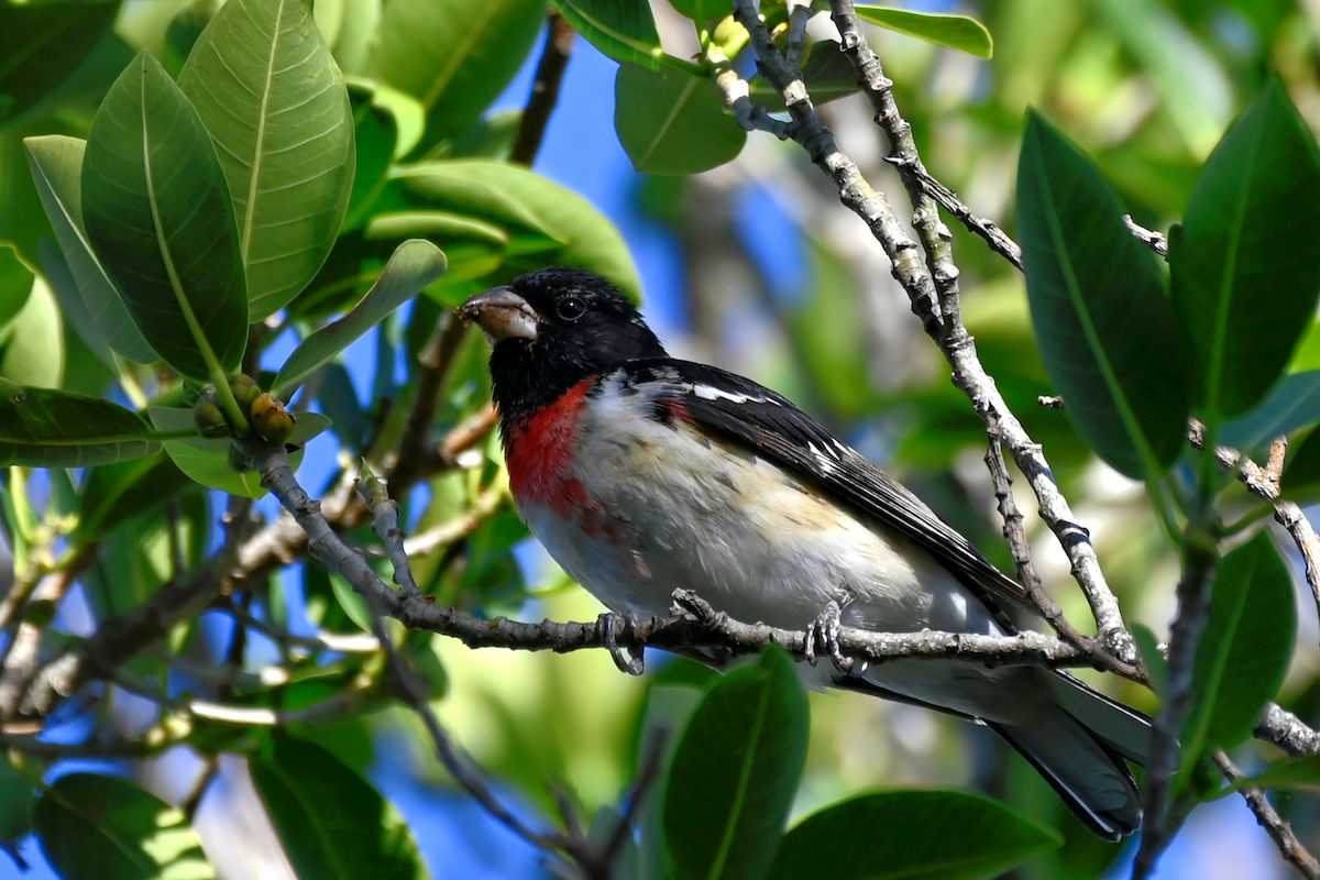 Rose-breasted Grosbeak - Noah Khanti Steinberg