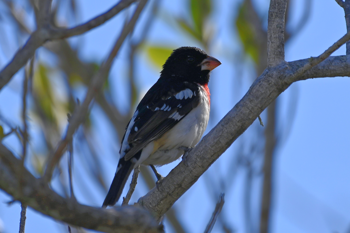 Rose-breasted Grosbeak - Noah Khanti Steinberg