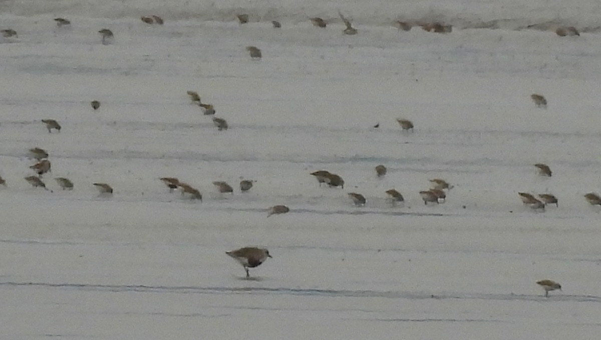 Black-bellied Plover - ML617338948