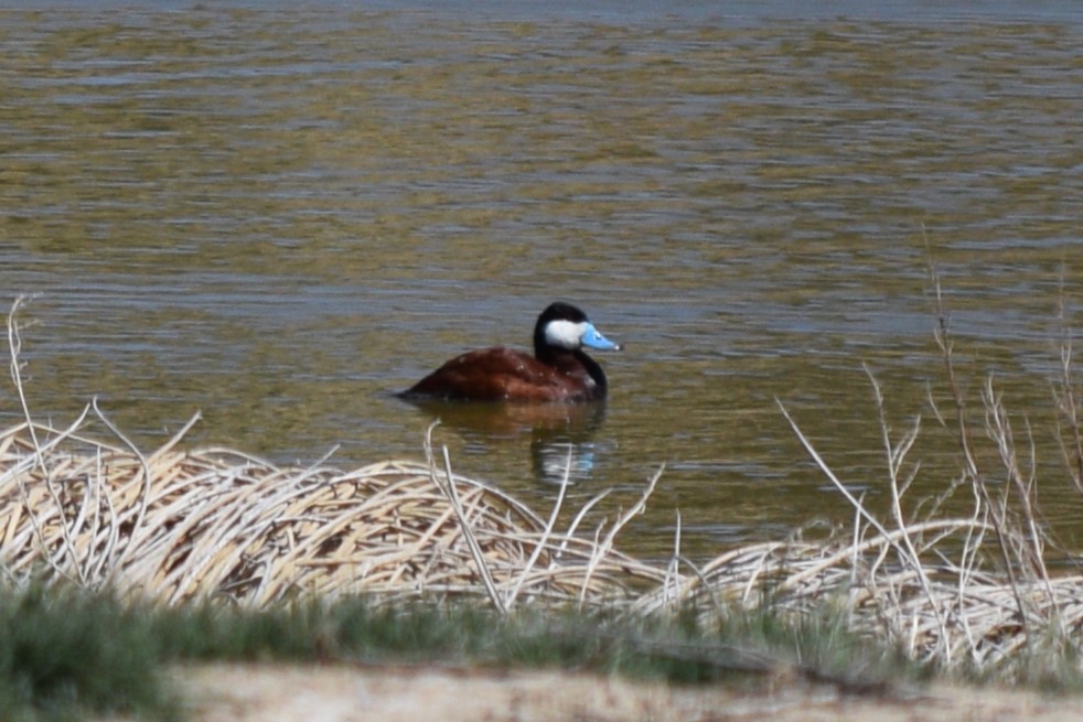 Ruddy Duck - ML617338986