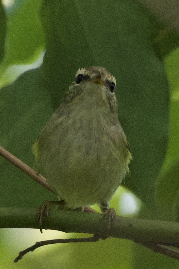 Chinese Leaf Warbler - ML617339037