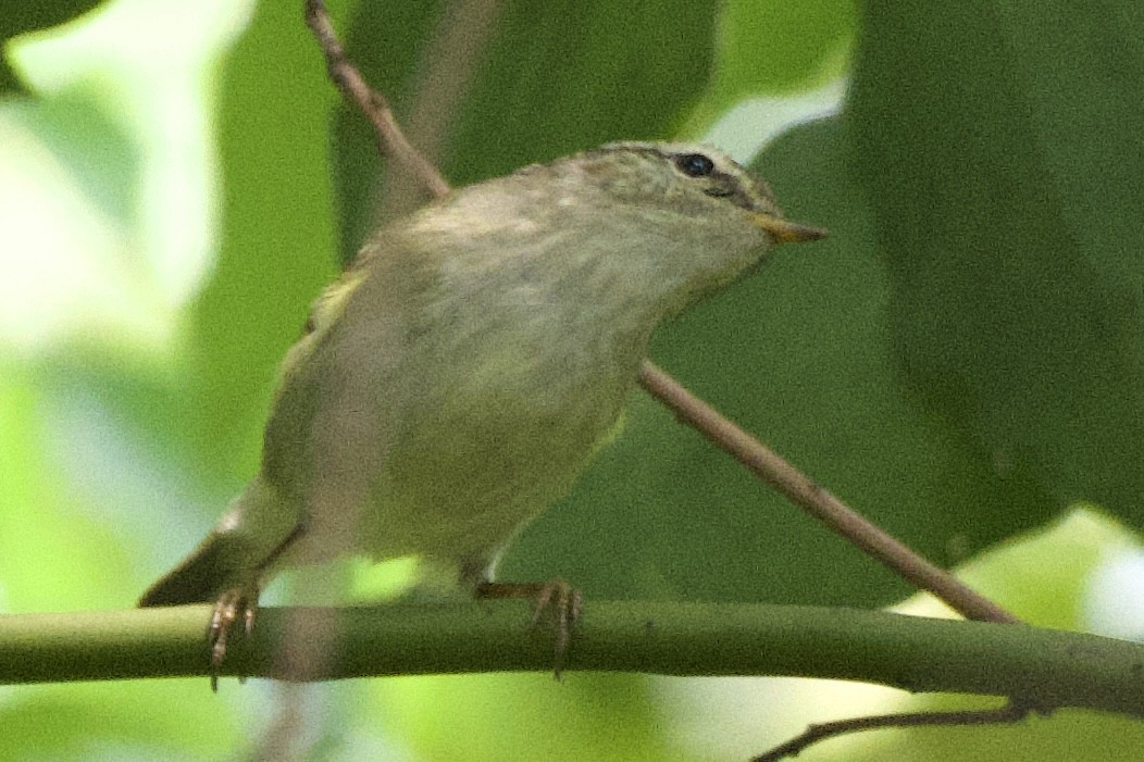 Chinese Leaf Warbler - ML617339039