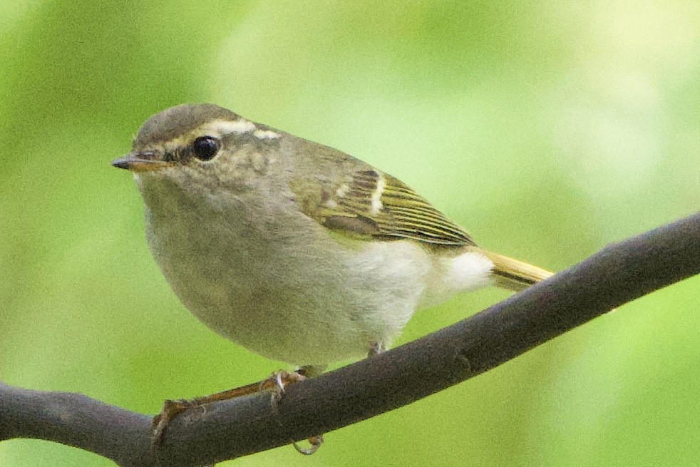 Chinese Leaf Warbler - ML617339042