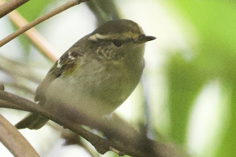 Chinese Leaf Warbler - Iwan Roberts