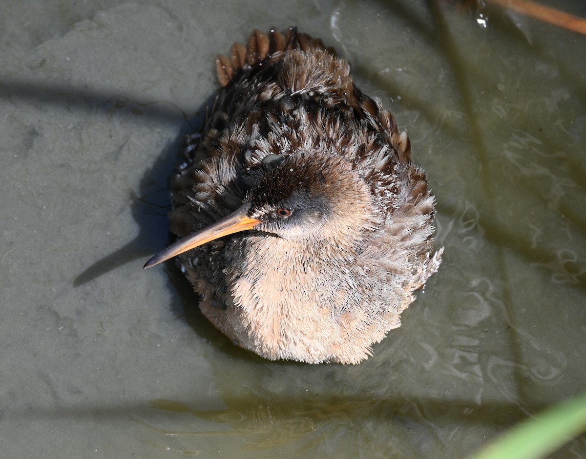 Clapper Rail - ML617339052