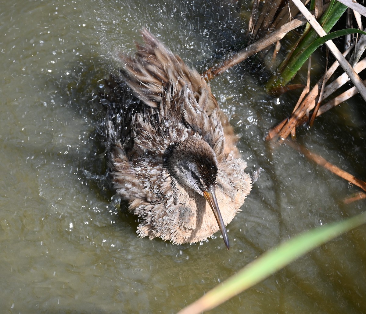 Clapper Rail - ML617339054