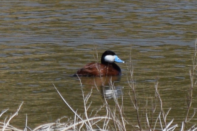 Ruddy Duck - ML617339058