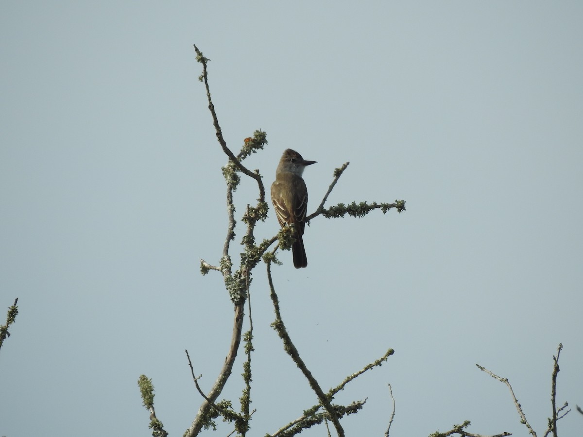 Ash-throated Flycatcher - ML617339107