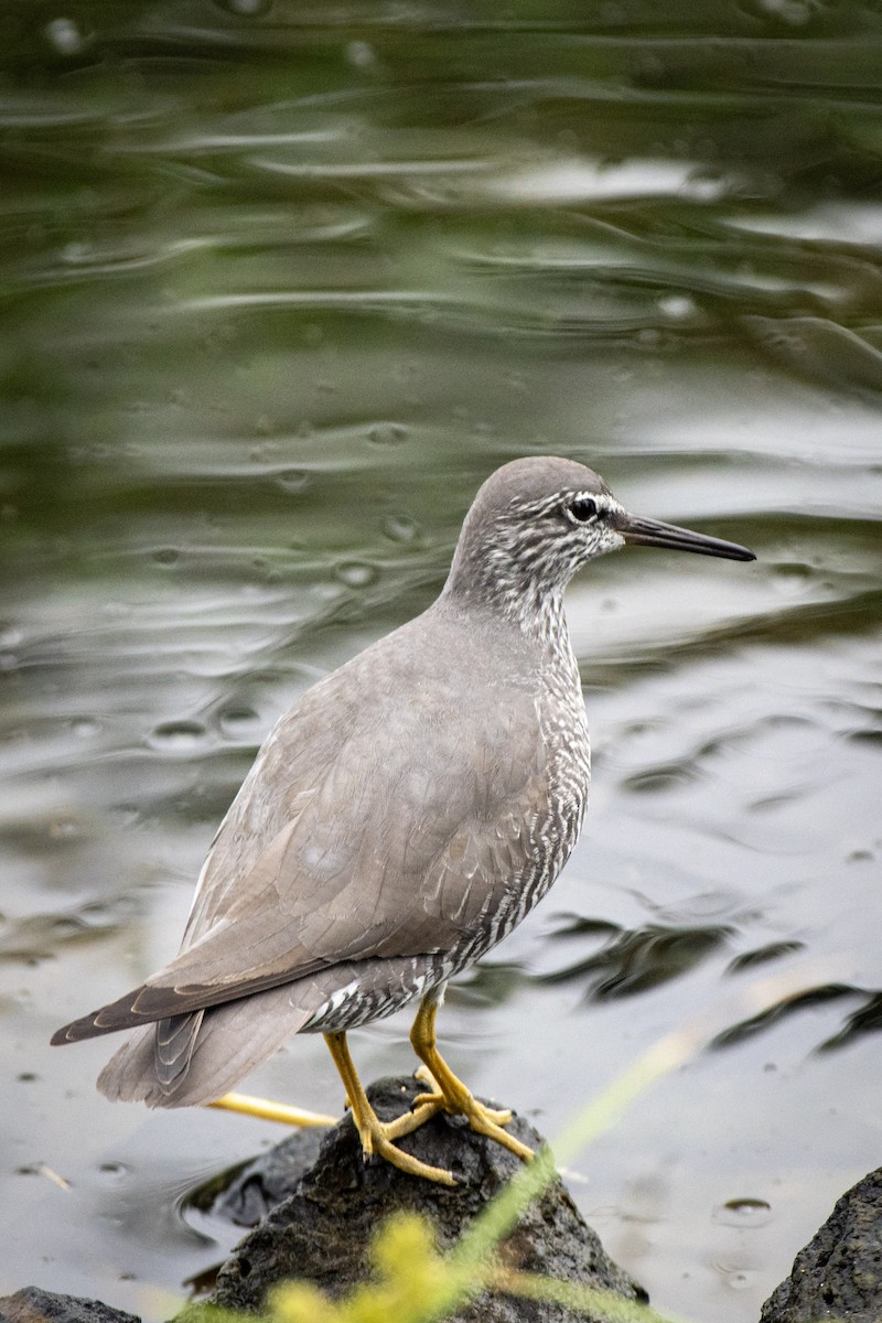 Wanderwasserläufer - ML617339117