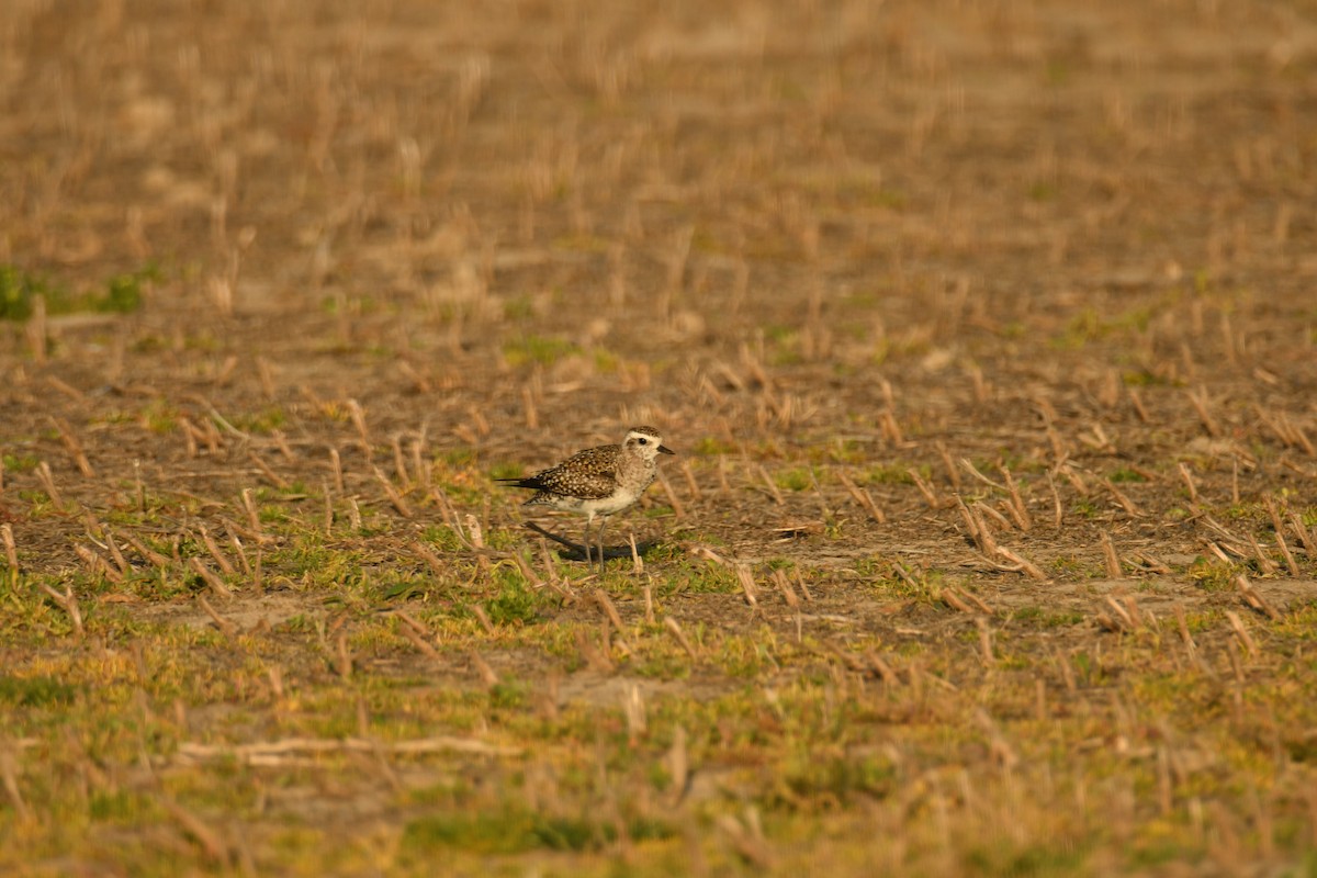 American Golden-Plover - ML617339158