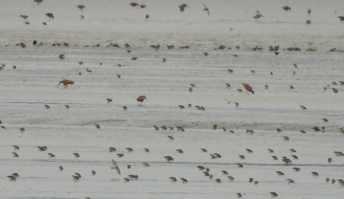 Marbled Godwit - ML617339169
