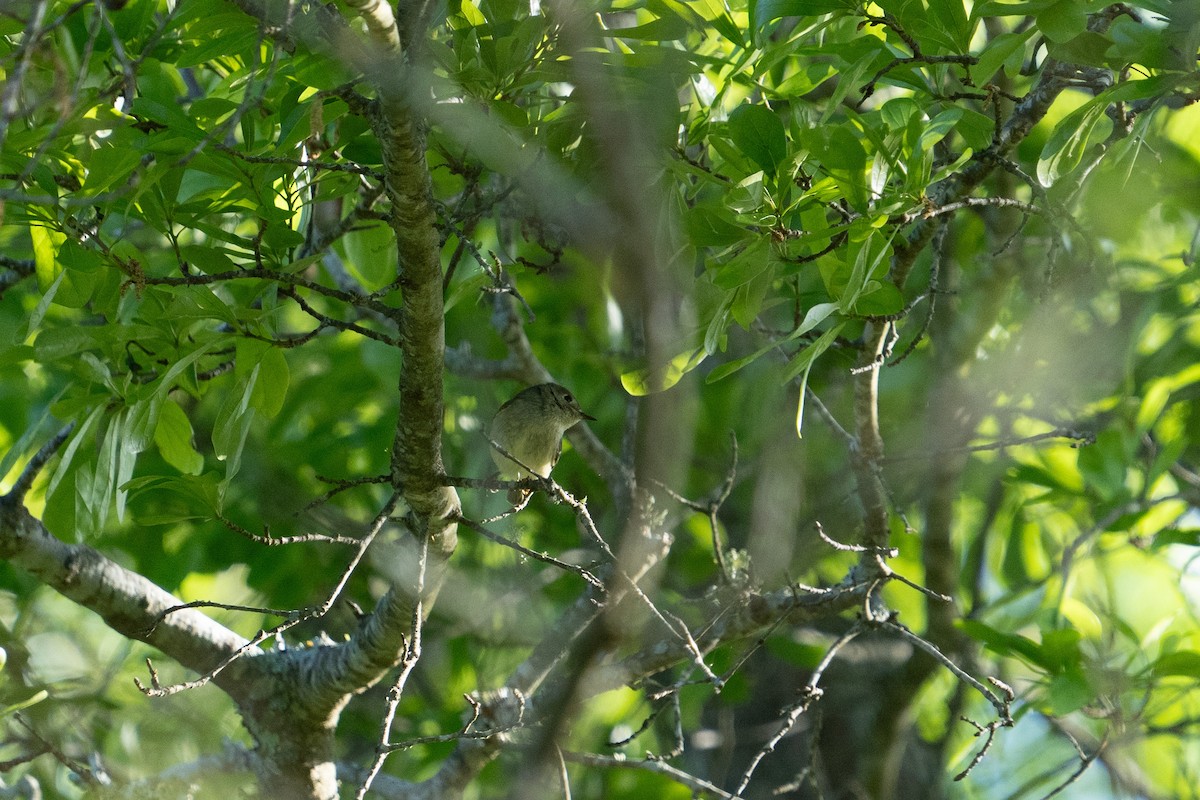 Ruby-crowned Kinglet - ML617339175