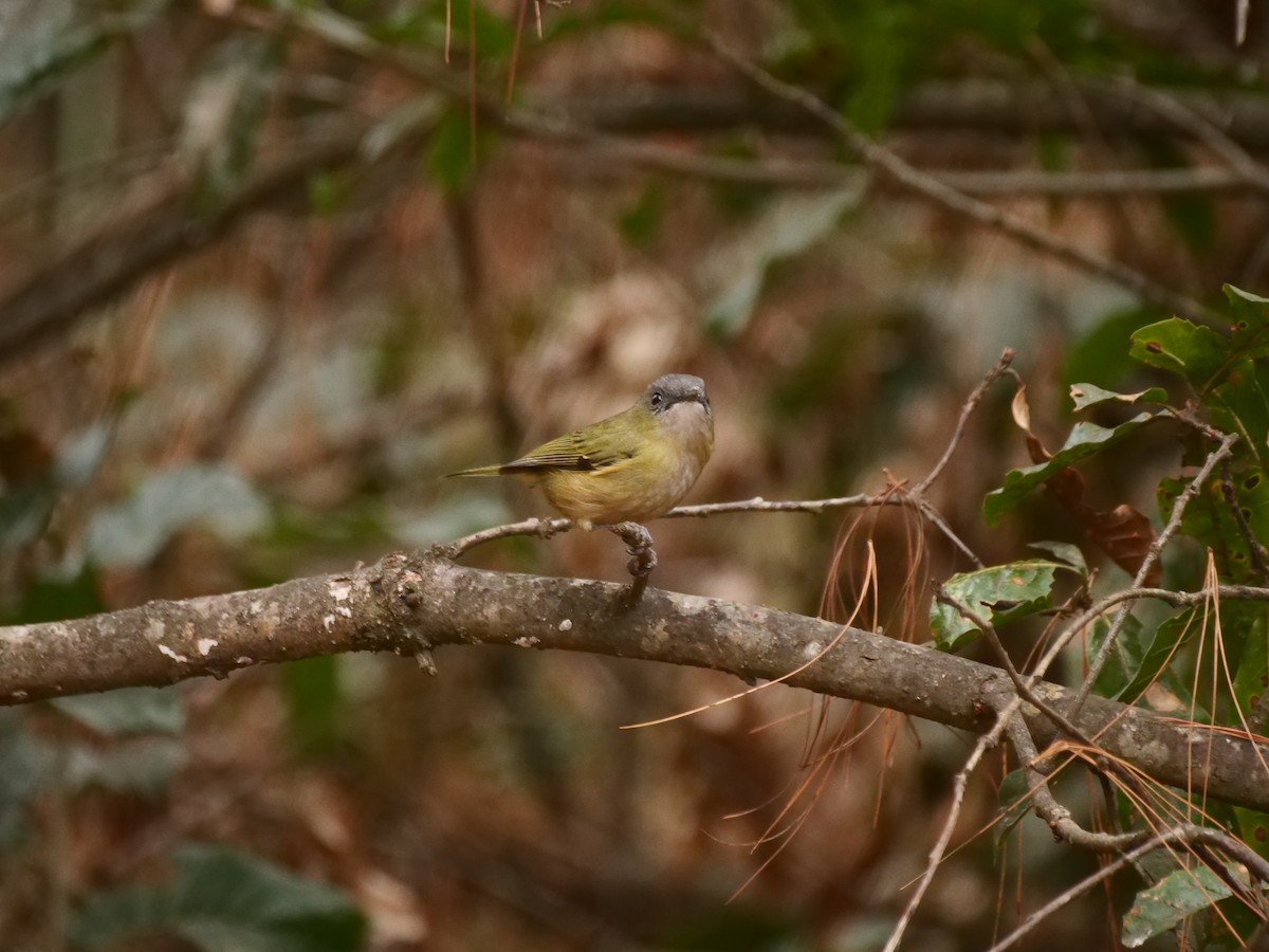 Green Shrike-Babbler - Brett Hartl